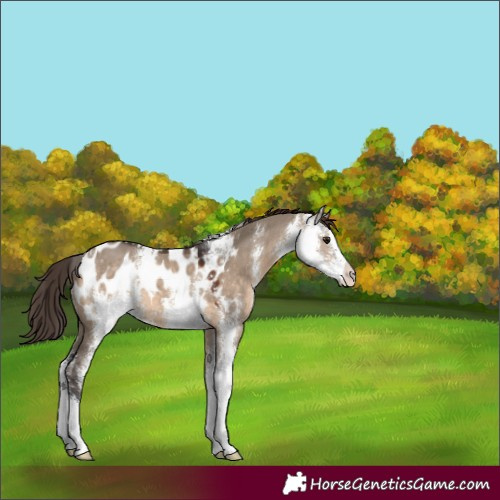 Horse Color:Brown Dun Sabino Appaloosa