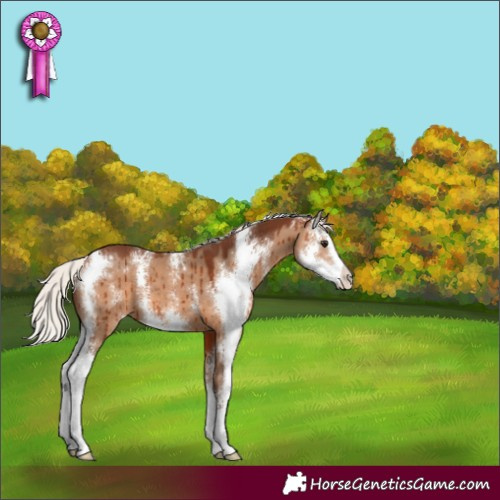 Horse Color:Silver Bay Dun Sabino Appaloosa Brindle