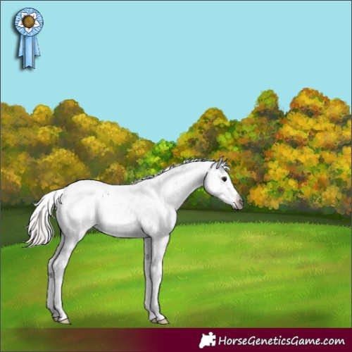 Horse Color:Gray Silver Bay Dun Sabino Rabicano
