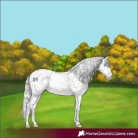 Horse Color:Gray White Spotted Silver Amber Champagne Dun Splash Frame Appaloosa Rabicano 