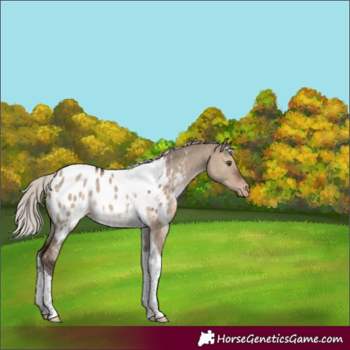 Horse Color:Silver Brown Dun Tobiano Appaloosa 