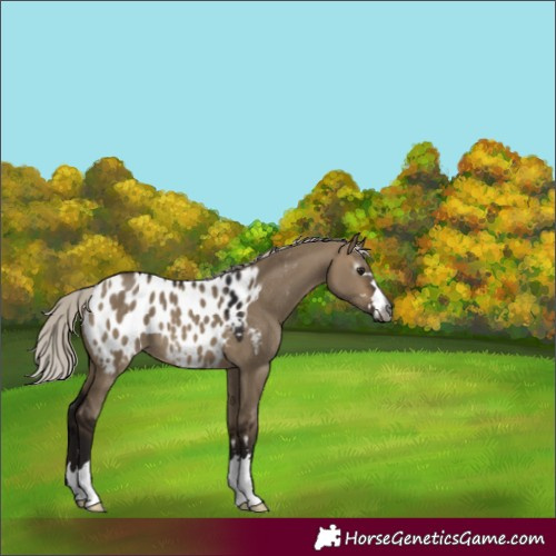 Horse Color:Gray Silver Brown Dun Appaloosa 