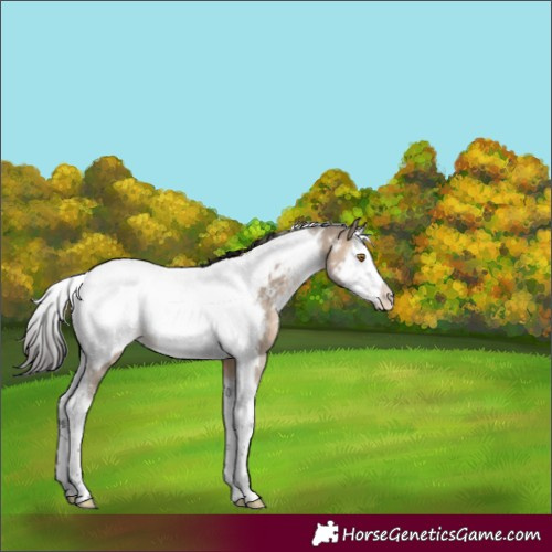 Horse Color:Brown Dun Splash Tobiano Near Fewspot