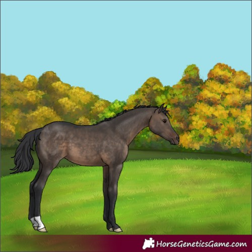 Horse Color:Brown Dun 