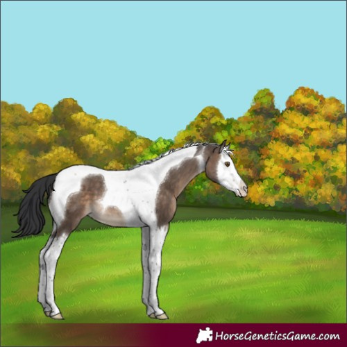 Horse Color:Brown Dun Splash Tobiano