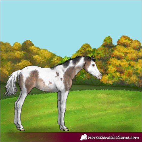 Horse Color:Brown Dun Sabino Splash Tobiano 