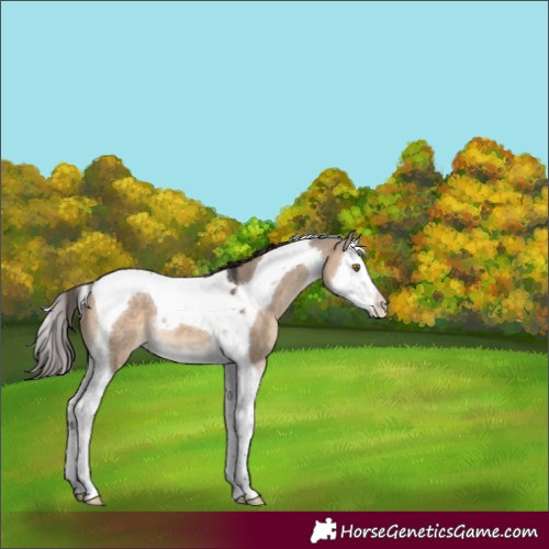 Horse Color:White Spotted Brown Dun Splash Tobiano Appaloosa
