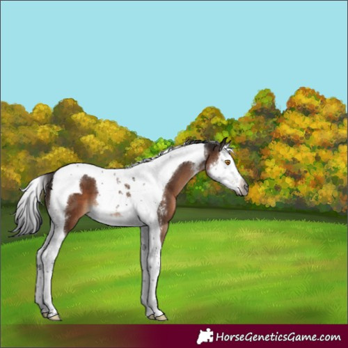 Horse Color:Gray Brown Mushroom Sabino Splash Tobiano 
