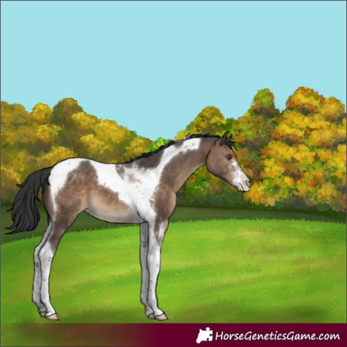Horse Color:Brown Dun Sabino Tobiano Varnish 