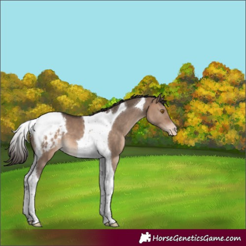 Horse Color:Bay Dun Tobiano Appaloosa 