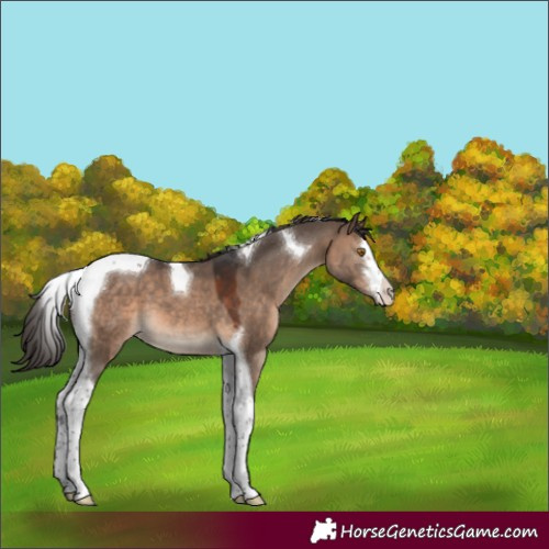 Horse Color:White Spotted Brown Dun Tobiano Varnish 