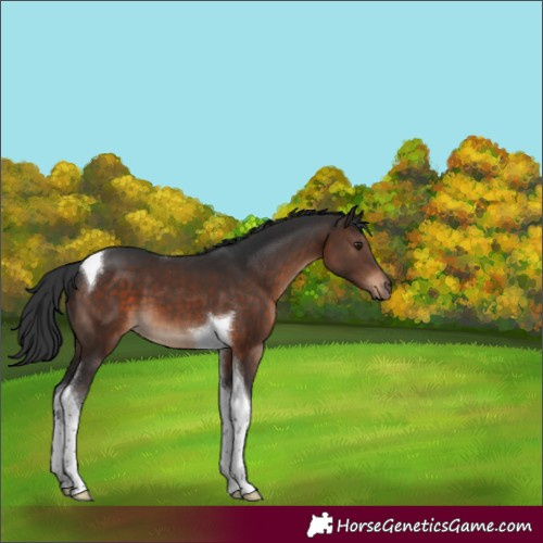 Horse Color:Brown Tobiano 