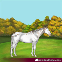 Horse Color:Gray White Spotted Silver Amber Champagne Splash Frame Appaloosa Rabicano