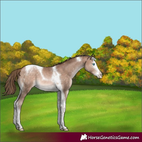 Horse Color:Brown Pearl Mushroom Splash Tobiano Appaloosa