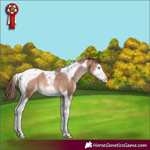 Horse Color:Brown Pearl Mushroom Splash Tobiano