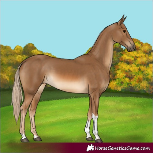 Horse Color:Chocolate Palomino Tobiano Rabicano 