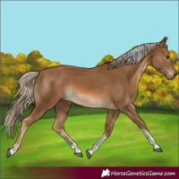 Horse Color:Chocolate Palomino Tobiano Rabicano