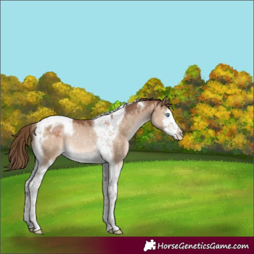 Horse Color:Brown Pearl Dun Splash Tobiano Appaloosa 