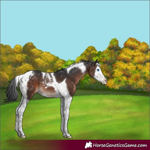 Horse Color:Brown Mushroom Splash Tobiano Snowflake Varnish 