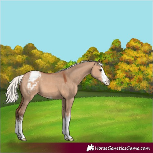 Horse Color:White Spotted Silver Bay Dun Mushroom Varnish 