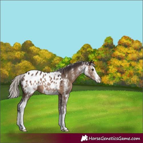 Horse Color:Silver Brown Dun Sabino Appaloosa 