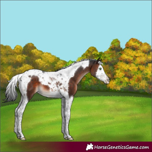 Horse Color:Brown Mushroom Splash Tobiano
