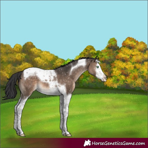 Horse Color:Brown Dun Mushroom Splash Tobiano Appaloosa 
