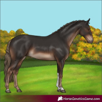 Horse Color:Liver Chestnut Tobiano Rabicano 