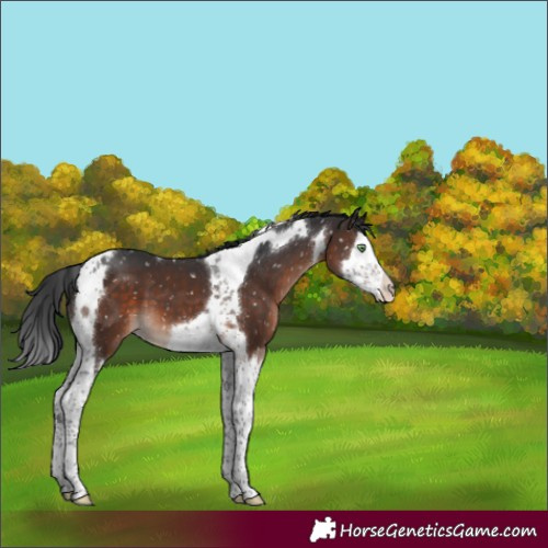 Horse Color:Brown Mushroom Splash Tobiano Appaloosa 