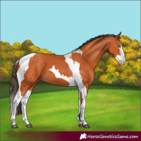Horse Color:Bay Splash Tobiano Varnish and Bay Splash Tobiano Varnish