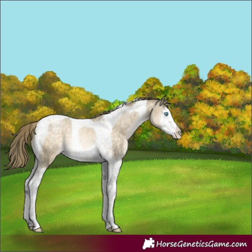 Horse Color:Buckskin Pearl Mushroom Splash Tobiano