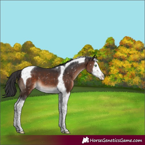 Horse Color:Brown Mushroom Splash Tobiano Appaloosa 