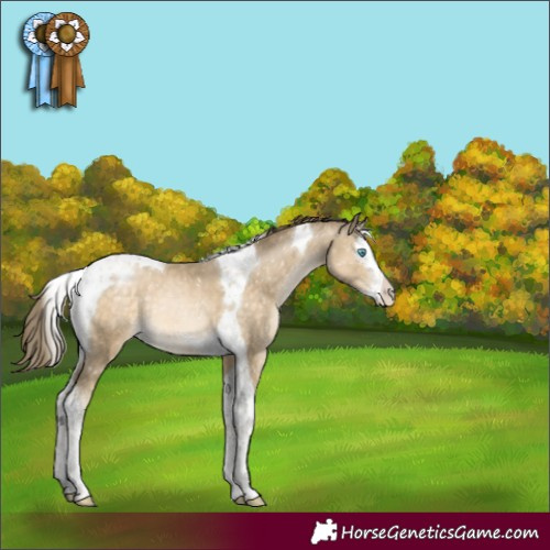 Horse Color:Buckskin Pearl Splash Tobiano Snowflake Varnish