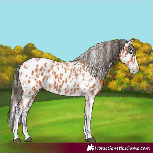 Horse Color:Bay Splash Tobiano Near Leopard  and Silver Bay Splash Tobiano Near Leopard 