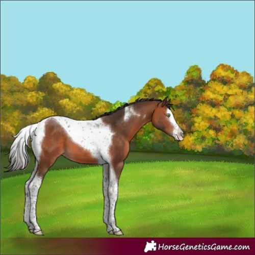 Horse Color:Bay Splash Tobiano