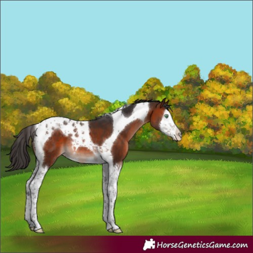 Horse Color:Brown Mushroom Splash Tobiano