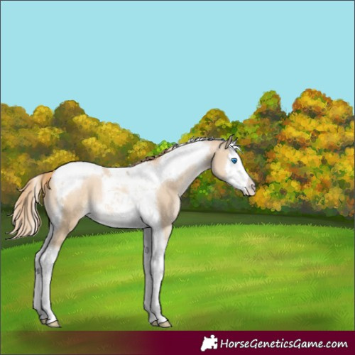 Horse Color:Buckskin Pearl Mushroom Splash Tobiano 