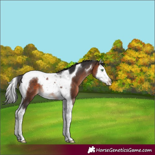 Horse Color:Brown Mushroom Splash Tobiano