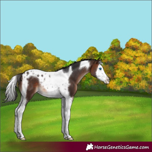 Horse Color:Brown Mushroom Splash Tobiano