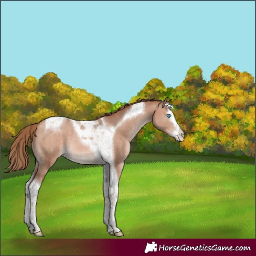 Horse Color:Brown Pearl Mushroom Splash Tobiano 