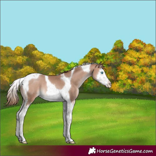 Horse Color:Brown Pearl Mushroom Splash Tobiano