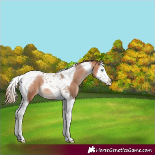 Horse Color:Brown Pearl Splash Tobiano 