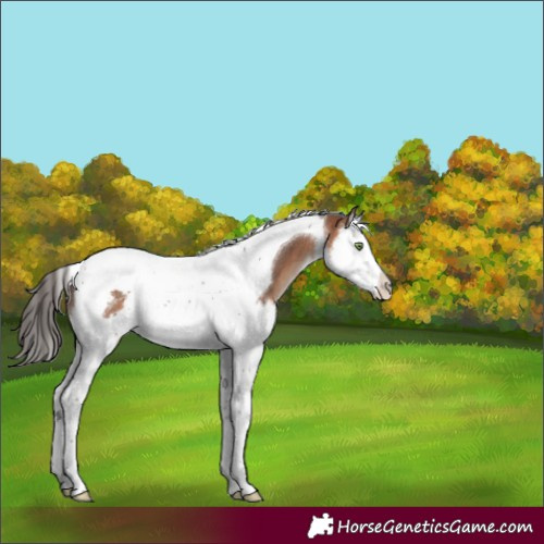Horse Color:Bay Splash Tobiano 