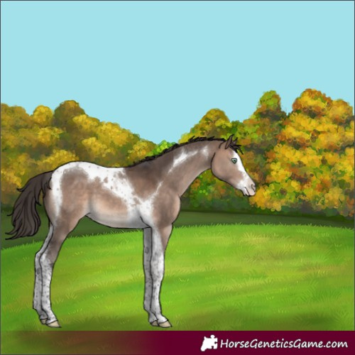 Horse Color:Brown Dun Mushroom Splash Tobiano Appaloosa 