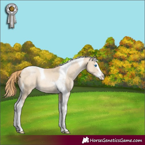 Horse Color:Buckskin Pearl Mushroom Splash Tobiano 