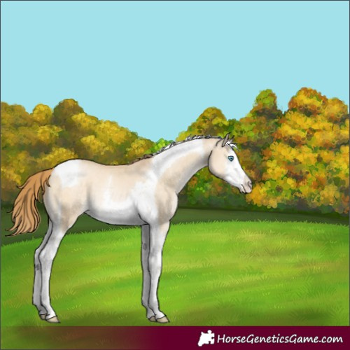 Horse Color:Buckskin Pearl Dun Mushroom Splash Tobiano 