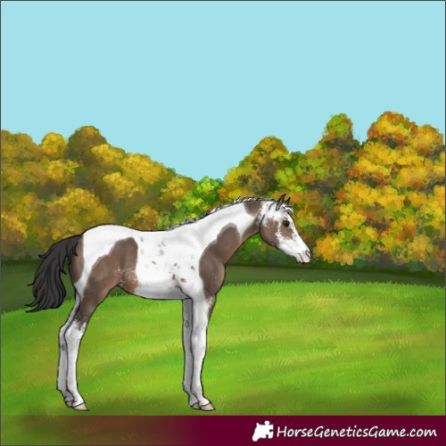 Horse Color:Brown Dun Sabino Tobiano 