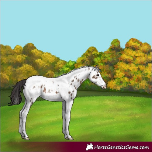 Horse Color:Brown Dun Tobiano Frame Appaloosa 