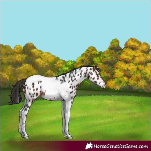 Horse Color:Brown Tobiano Appaloosa