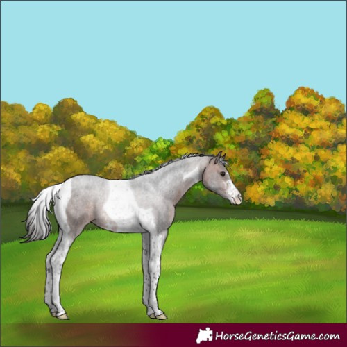 Horse Color:Bay Sabino Tobiano 